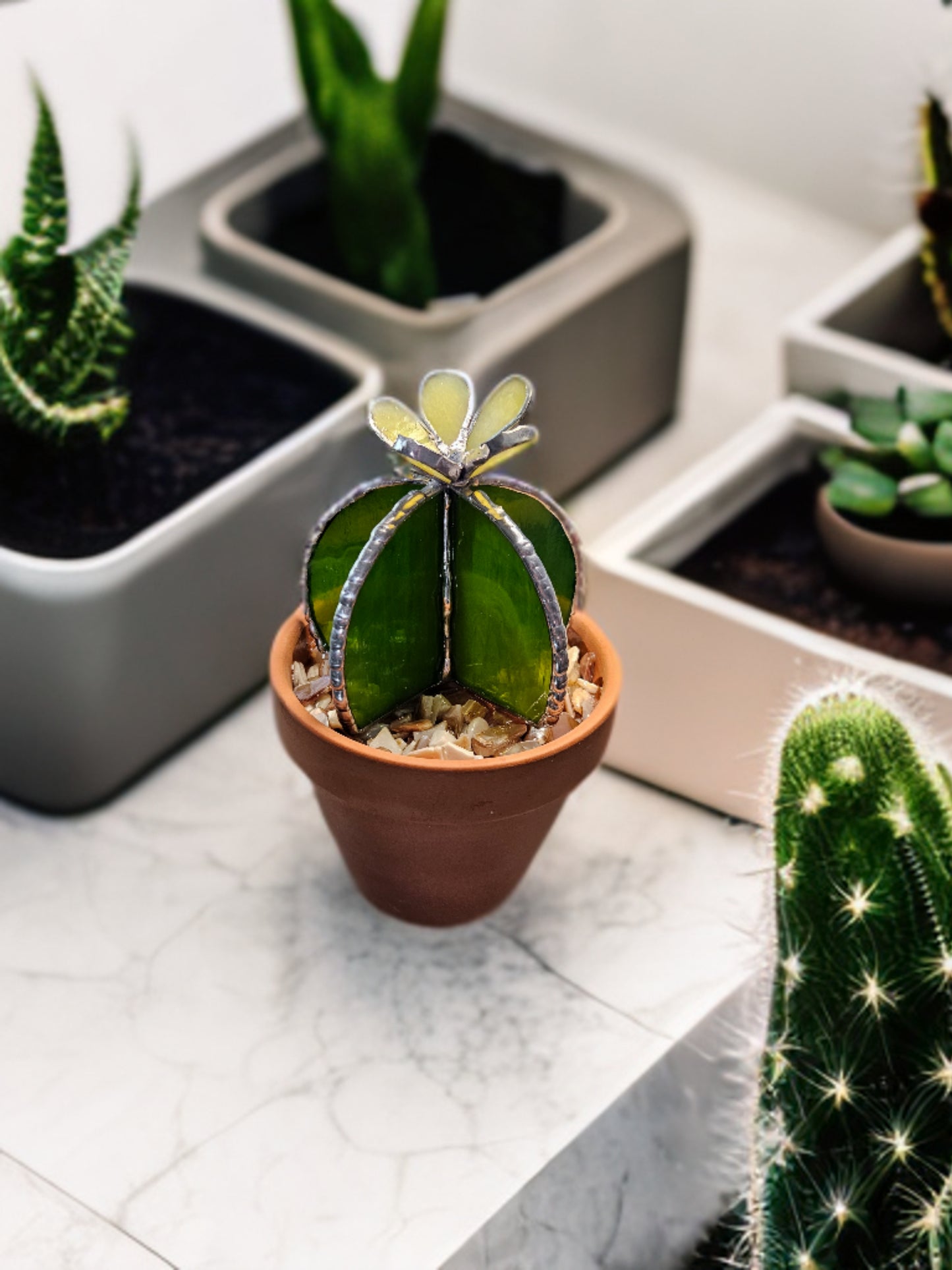Bushy Potted Succulent